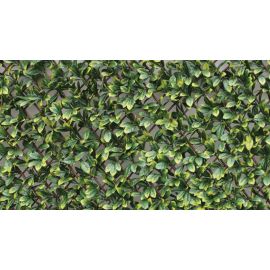 Panelgreen Trellis hedge size 100x200 cm